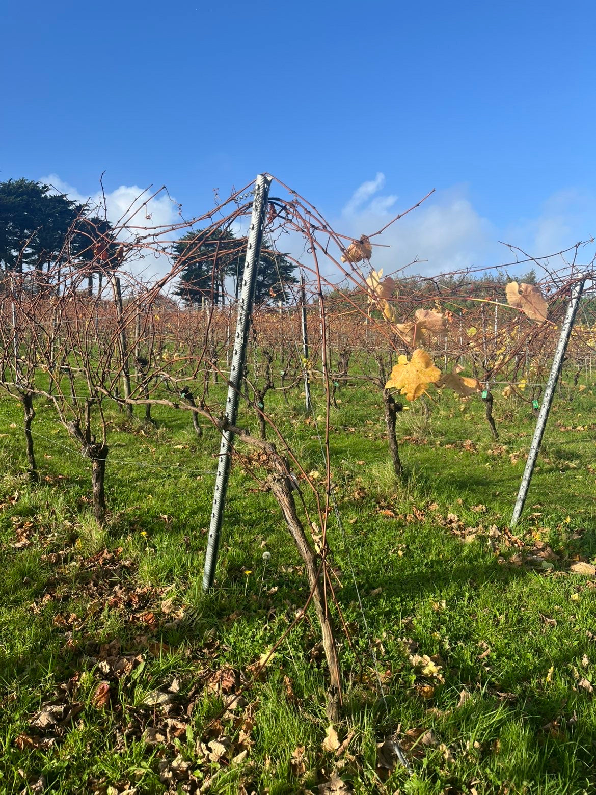 Zero Mile Roasts x Polgoon Vineyard