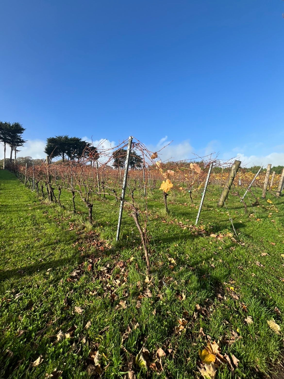 Zero Mile Roasts x Polgoon Vineyard